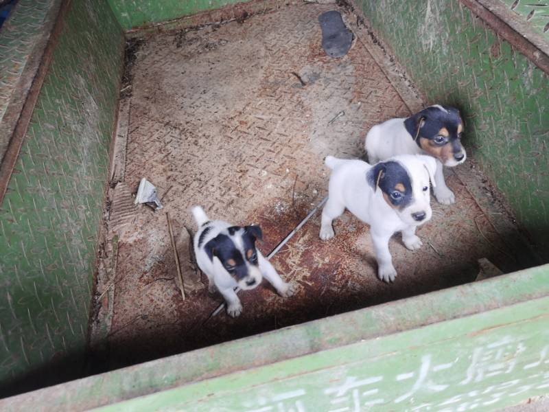 太仓小猎犬幼犬低价卖