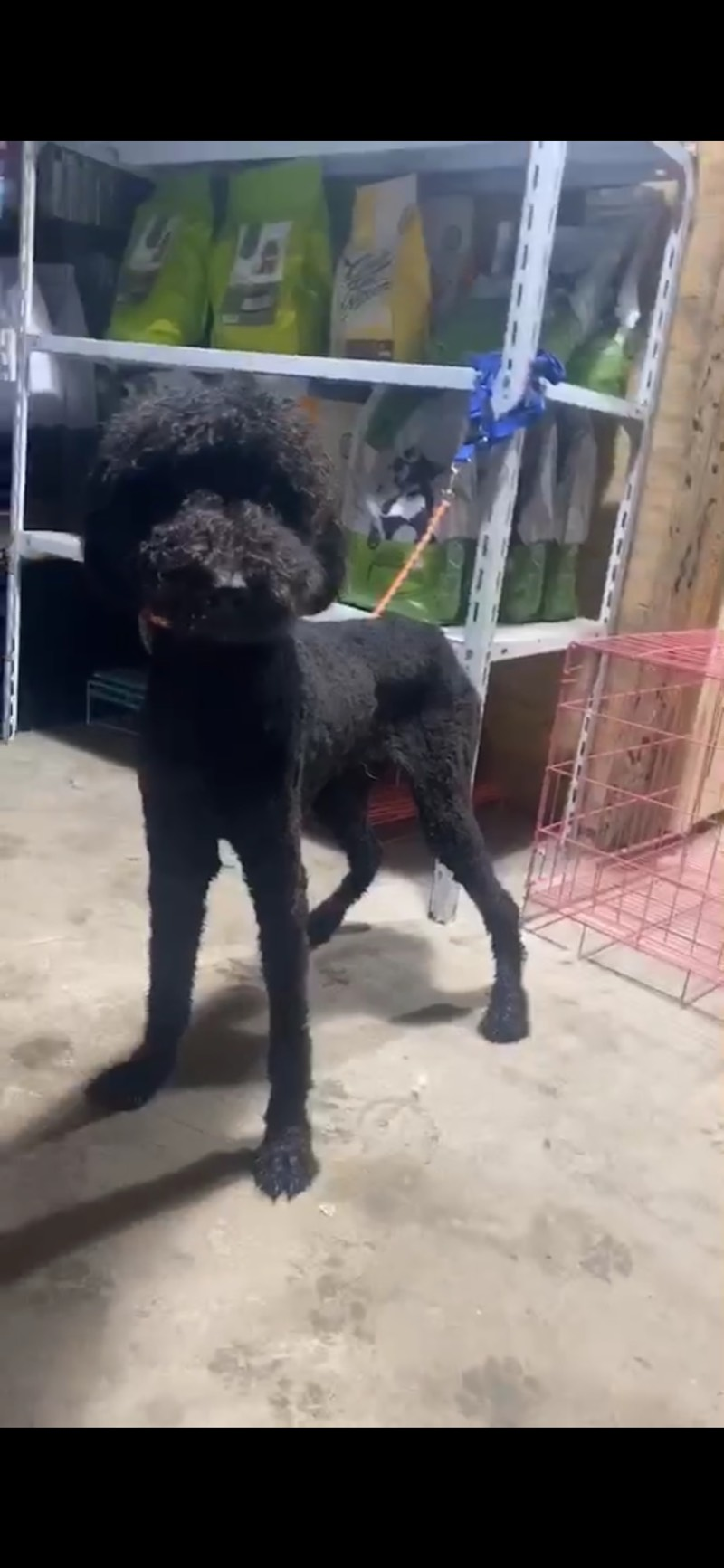 黑色巨贵8个月母狗出售